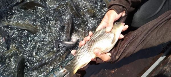 Ternyata Ada Virus Penyebab Ikan Mati Di Waduk PLTA Koto Panjang